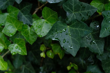 rain drops on the ivy leaves