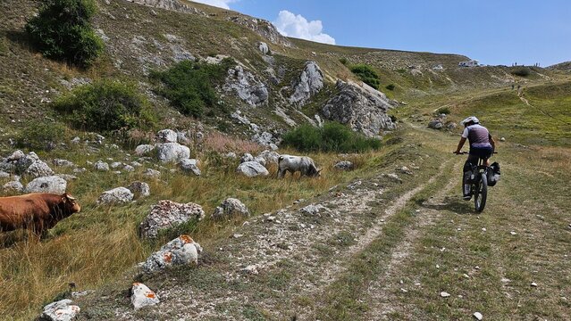 escursione selvaggia in ebike, bici e mandrie