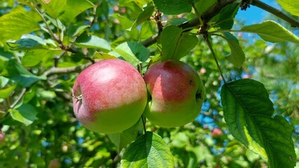 red apples at apple trees, green leaves background. Fresh apples growing on trees at an apple orchard