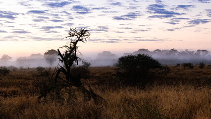 Fototapeta premium Beautiful sunrise on a misty morning near Satara in the Kruger National Park, Limpopo, South Africa 
