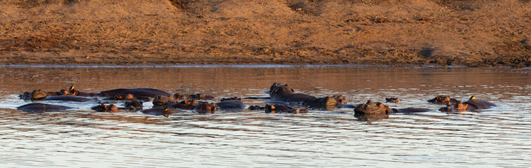 A group of hippos shortly after sunrise on a misty morning near Satara in the Kruger National Park,...