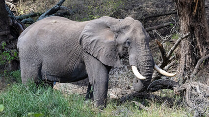 Large elephant (Loxodonta Africana near Satara in the Kruger National Park, Limpopo, South Africa 