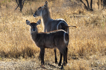Waterbuck (Kobus ellipsiprymnus) near Satara in the Kruger National Park, Limpopo, South Africa