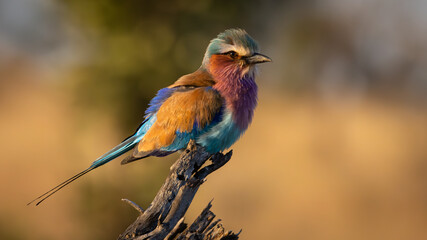 Obraz premium Lilac-breasted Roller (Gewone troupant) (Coracius caudatus) in the soft afternoon light near Satara in the Kruger National Park, Limpopo, South Africa 