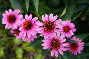 Obraz premium ムラサキバレンギクの全盛期