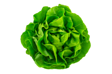 Grüner Salat und Hintergrund transparent PNG cut out  Kopfsalat  Lettuce