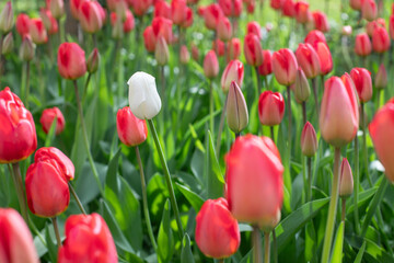 One white tulip between red tulips group. The diversity concept