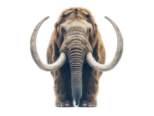 Woolly mammoth with long tusks and thick fur, isolated on white background. PNG transparent.