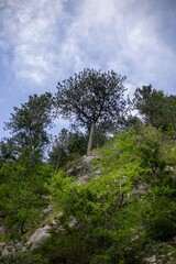 A tall pine tree on a mountain slope under a blue sky, surrounded by lush green vegetation. A summer landscape from the Austrian mountains where nature offers peace and freshness.