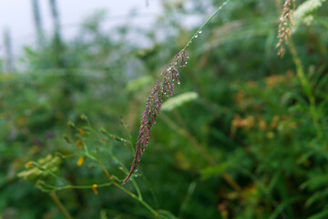 alpine meadow vegetation in rainy day inside a cloud