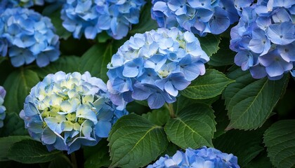 Mophead hydrangea flowers and leaves, Hydrangea macrophylla.; Brewster, Cape Cod,massachusetts