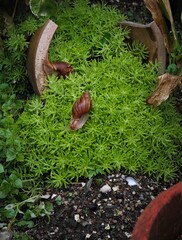 snail on garden pot
