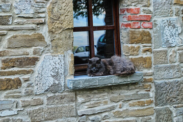 Un gatto grigio a pelo lungo nel cortile di una casa.