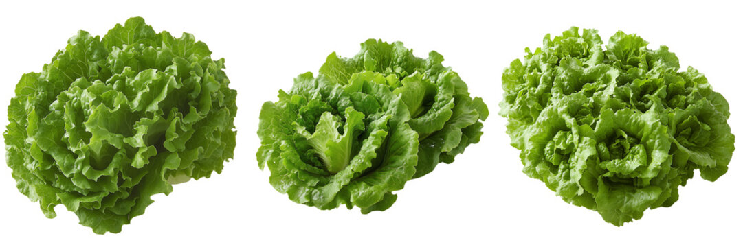 Fresh Green Lettuce Heads Isolated on Transparent Background, Ideal for Healthy Eating, Vegan Recipes, and Organic Food Promotions in High-Quality Visuals