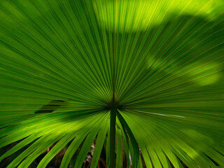 Obraz premium Natural palm leaf background. Pattern for design wallpaper, banner, poster, card or cover. Tropical concept