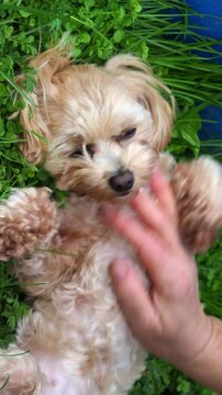 Petting a dog. Joyful dog is being gently cuddled by its owner in the green garden. Dog go with looks incredibly happy and relaxed. Affectionate moment with a cute pet and his human.