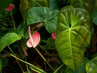 Anthurium andraeanum pink beautiful flower in sunlight close up. Tropical concept. Botanical garden in Puerto de la Cruz, Tenerife. Pattern for design wallpaper, poster, banner, card or cover