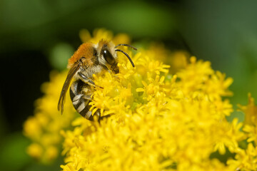 Gemeine Seidenbiene auf der Goldrute