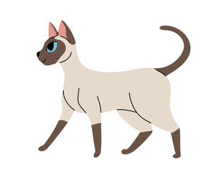 Flat cartoon set of siamese oriental cats in various poses isolated on white background. Vector collection of Cats sitting, standing, resting, playing.