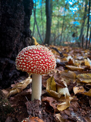 Vibrant Red Mushroom in Forest