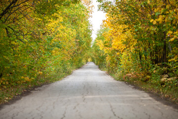 Empty road in autumn park