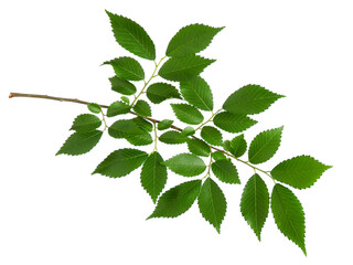 Elm tree branch with green leaves isolated on white background