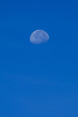 昼の月