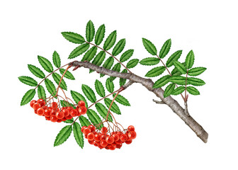 Rowan tree branch with red berries, green leaf vintage style watercolor painted illustration. Hand drawn summer time organic natural rowanberry twig element on white background