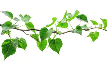 Obraz premium A branch of a tree with lush green leaves