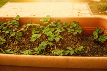 Strawberry plants growing in the pots on early spring