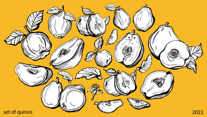 Isolated vector set of quince, fruit, quince fruits, twigs with leaves on a yellow background. Lemon color. Vector template design. Hand drawn fruits illustrations. Exotic fruits. Tea.