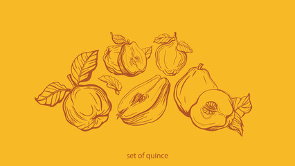 Isolated vector set of quince, fruit, quince fruits, twigs with leaves on a yellow background. Lemon color. Vector template design. Hand drawn fruits illustrations. Exotic fruits. Tea.