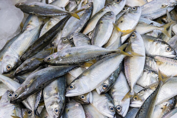 Fresh mackerel  large quantities in fishery market, ready for sale to customers.