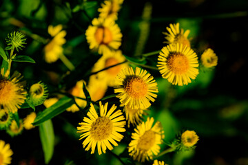 The wild swirling flowers blooming in the fields, the beauty of nature