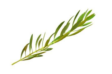 Fresh olive branch leaves isolated on transparent background, Tree olive twig in PNG, bio, eco, healthy, ingredient, cooking, cosmetic design elements. flat lay / top view

