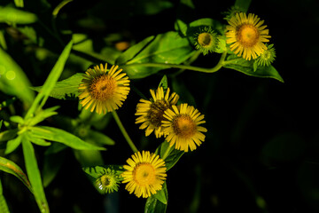 The wild swirling flowers blooming in the fields, the beauty of nature