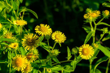 The wild swirling flowers blooming in the fields, the beauty of nature