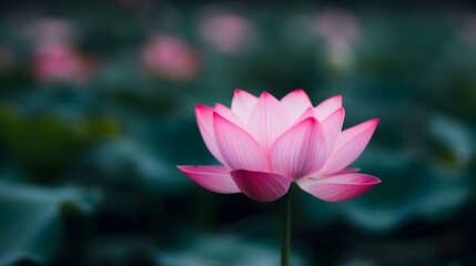 Obraz premium Appreciate The Lotus. Perso