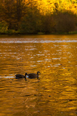 Ducks Swimming in Autumn Reflections