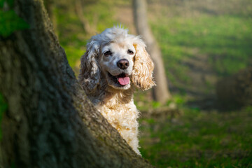 A beautiful cocker spaniel in the forest on a warm summer day. 