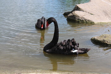 Fototapeta premium Black swans in the pond, in the park