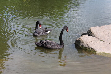 Obraz premium Black swans in the pond, in the park