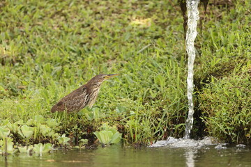 The cinnamon bittern (Botaurus cinnamomeus) or chestnut bittern is a small Old World bittern, breeding in tropical and subtropical Asia from India east to China and Indonesia. 