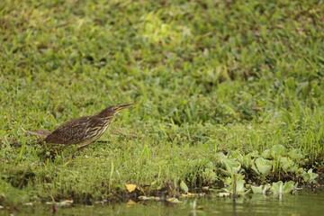 The cinnamon bittern (Botaurus cinnamomeus) or chestnut bittern is a small Old World bittern, breeding in tropical and subtropical Asia from India east to China and Indonesia. 