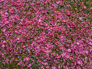 Obraz premium A mix of pink flower petals scattered on the ground with green grass and fallen leaves. The image captures the colorful contrast between delicate petals and natural elements.