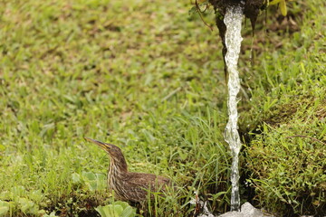 The cinnamon bittern (Botaurus cinnamomeus) or chestnut bittern is a small Old World bittern, breeding in tropical and subtropical Asia from India east to China and Indonesia. 