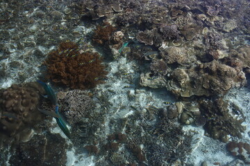 Crystal-clear water and beautiful corals and fishes in Raja Ampat.