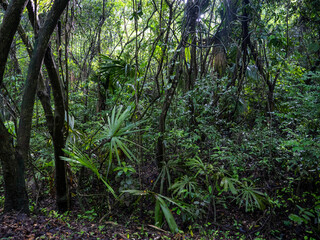 Rainforest in Tayrona National Park in Colombia.