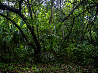 Rainforest in Tayrona National Park in Colombia.