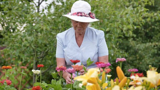 Elderly woman wearing white sun hat picking flowers in a garden. She tending to colorful lilies on sunny day. Old gardener touches petals of blooming flowers with care and inhales aroma with pleasure